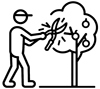 Taille-darbres-fruitiers-icone.png